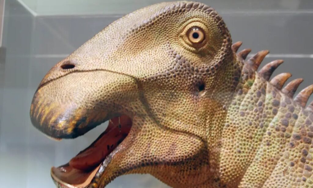 So, Did It Really Have 500 Teeth